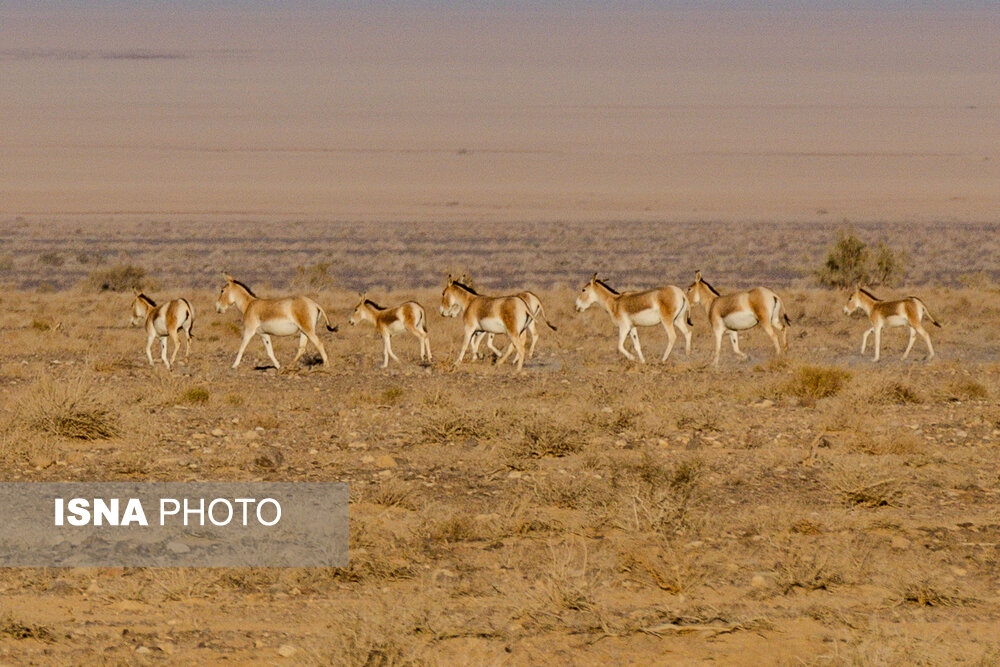 از گور برخاسته؛ نجات گورخر ایرانی در کویر سوزان
